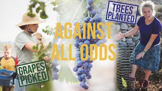 Against All Odds, Grapes Were Picked &amp; Trees Planted in Israel This Year