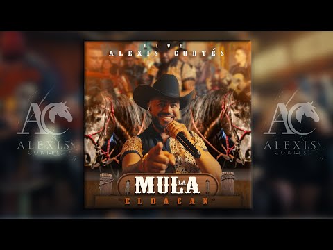 La Mula y El Bacán (Live)  - Alexis Cortés - Video Oficial en vivo