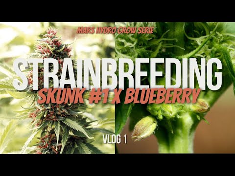 Vom Samen zum Strain: Unser Breeding-Abenteuer beginnt | Mars Hydro FC 1500 EVO