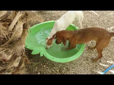 Yarel ja Gina, vesileikkejä