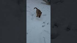 Video preview image #1 Shepradors Puppy For Sale in Princeton, MN, USA