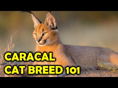 Caracal Cat Breed 101, Everything You Should Know/All Cats