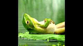 Polished Chrome -  Just Chillin