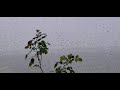 Naan Malarodu Thaniyaga Breeze