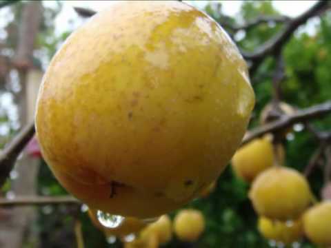 ♥♥ "First Love Never Dies" - by Jerry Fuller