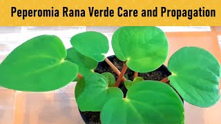 Peperomia Rana Verde Plant care and propagation