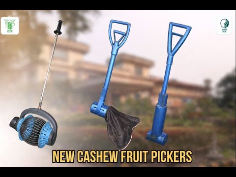 Cashew Fruit Pickers for Efficient Orchard Harvesting | ICAR-DCR Technology