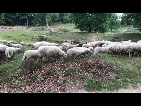 Video of Sheep and Collies featuring the song "That'll Do" by Peter Gabriel