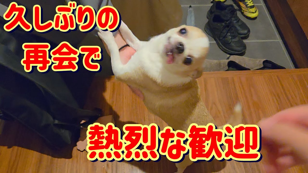 旅行帰りの家族を、数年ぶりの再会のように狂喜乱舞で喜ぶチワワ犬の様子🐶
