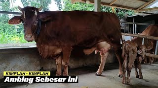 Download lagu This Cow's Udders Are KIMPLAH - KIMPLAH KIMPLAH DAY OF THEIR FIRST KIDDING‼️ mp3