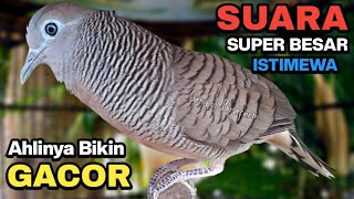 Download lagu Perkutut Lokal Gacor Suara Kung Besar Pancingan Burung Perkutut Agar Bunyi. mp3