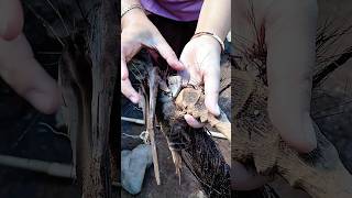 Download lagu kemvncul4n s0s0k r0ngk3 pem1l1k j1m4t kvku m4 c4n #shorts #viralshorts mp3