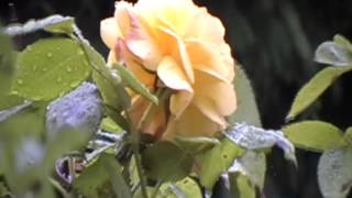 Can You Identify The Air Plane In This Video?