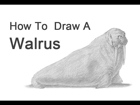 شرح How to Draw a Walrus - منصة معارف