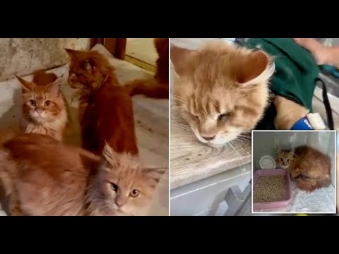 WOMAN DIED ALONE EATEN BY HER CATS