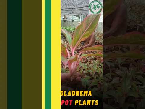 Red Aglaonema Indoor Plant In Ceramic Pot