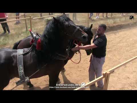 LAKA - SIMA SIMIĆ SA MALIM PETKOM I RUBINOM PRVI U KOSJERIĆU