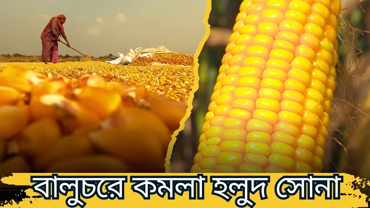ভুট্টার মাঠে কৃষকের স্বপ্ন পূরণ