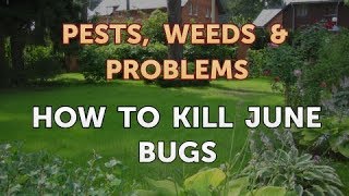 How to Kill June Bugs