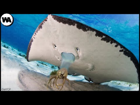 This Is Why Crabs Hate Stingrays