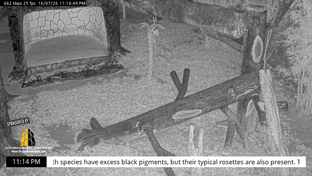 Live webcam view of Recinto de la Pantera Negra