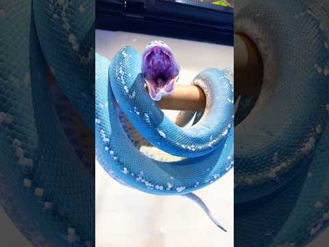 Top 5 Friendliest Snakes That Won’t Bite! 🐍