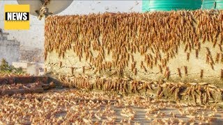 INDIA DECLARES STATE OF EMERGENCY AS TRILLIONS OF LOCUST TURNS SKY BLACK IN INDIA