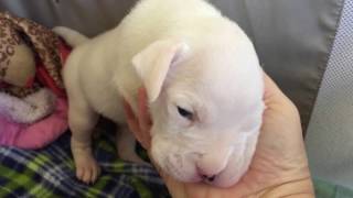 Cover art for nubby is frustrated