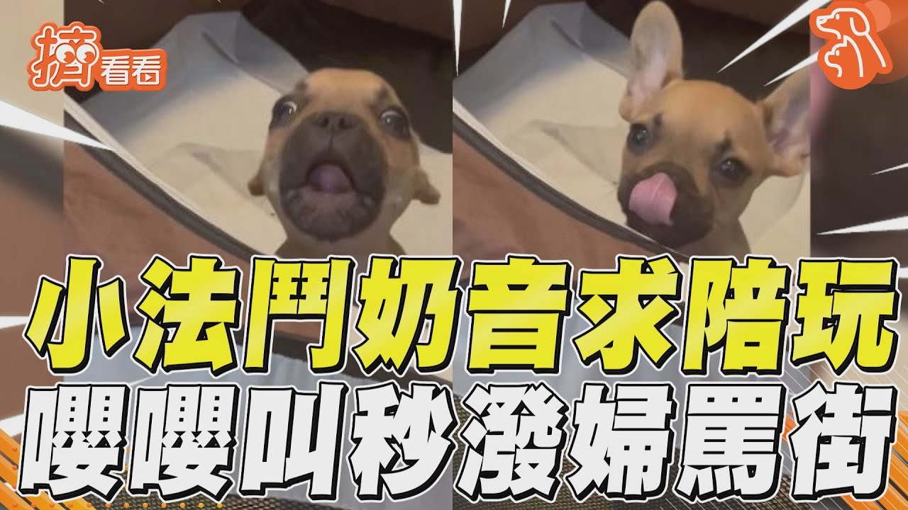 影音／小法鬥鬧脾氣化身嚶嚶獸！求陪玩被回絕「秒潑婦罵街」