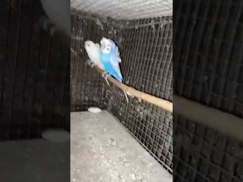 Quality of jp budgies.. #viralshort #jp #bodripakhi