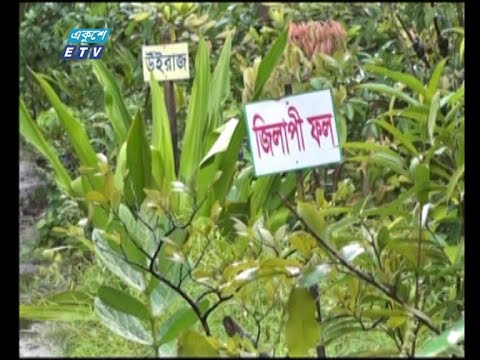 সাতক্ষীরার ব্যক্তি উদ্যোগে গড়ে উঠেছে বিভিন্ন প্রজাতির গাছ গাছালির যাদুঘর