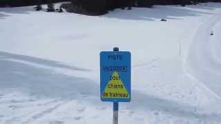 preview picture of video 'Ski-chiens (48), avec Saskia et Jiro, à St-Cergue'