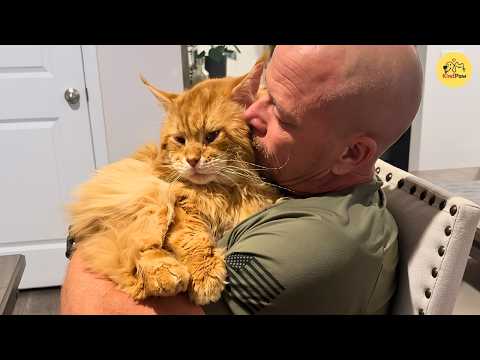 Nobody Wanted This 20lb Maine Coon For 47 Days...Until He Knocked Back On The Cage Door