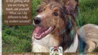 Dog Trainer Palm Beach County