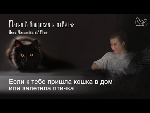 If a cat came to your house or a bird flew in, what does it mean (Video)