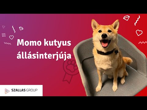 Momo kutyus állásinterjúja