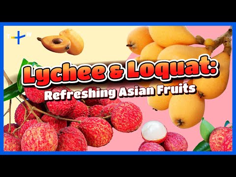 Lichia e Nêspera: Frutas Refrescantes e Nutritivas｜Mesa de Jason: Laboratório de Frutas