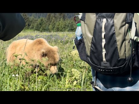 Grizzly Bear Walks up to Guide