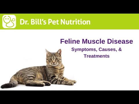 Feline Muscle Disease | Symptoms & Causes | Dr. Bill's Pet Nutrition | The Vet Is In