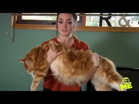 Is this the longest cat in the world?