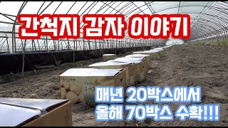 매년 20박스 수확만 했던 간척지 감자가 올해 처음으로 70박스 수확을 했다고???