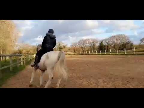 Superbe Jument de dressage Lipizzan P.P