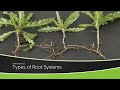 Types Of Root Systems