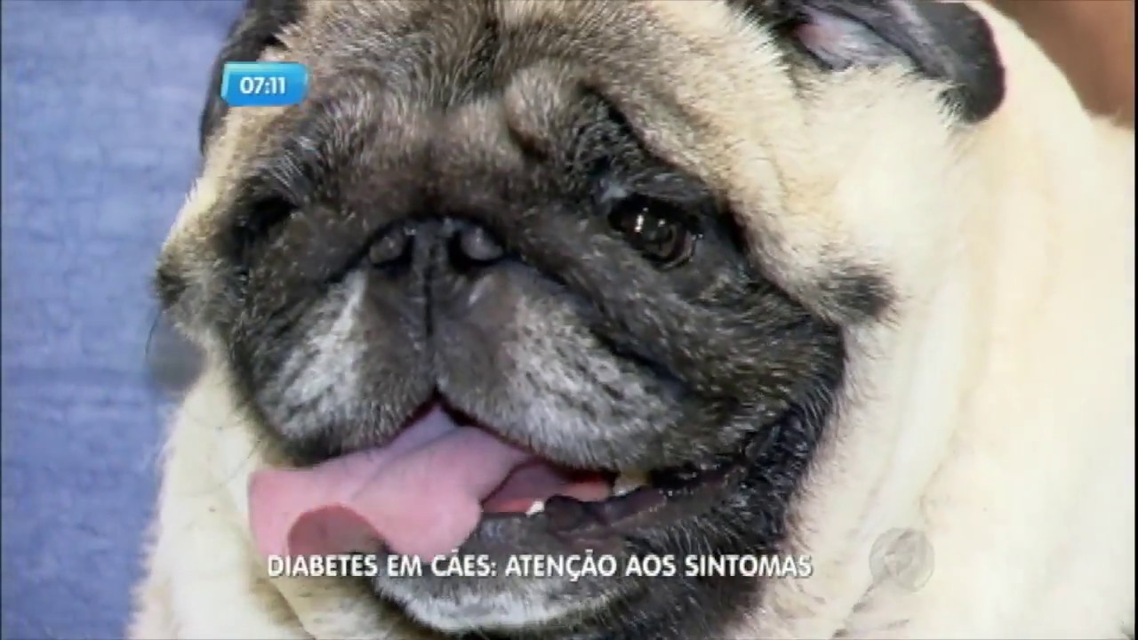 Diabetes em cães: atenção aos sintomas