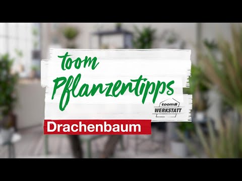 toom Pflanzentipps: Drachenbaum | toom Baumarkt
