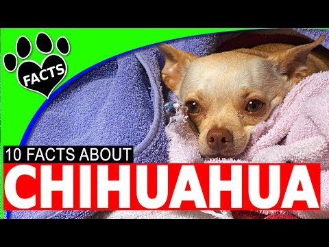 OMG事實吉娃娃犬101種最受歡迎的狗種 (OMG Facts Chihuahua Dogs 101  Most Popular Dog Breeds)