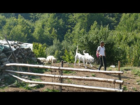 BJESHKÊT E VUTHAJVE - "Fusha e Sirme" - Reportazh