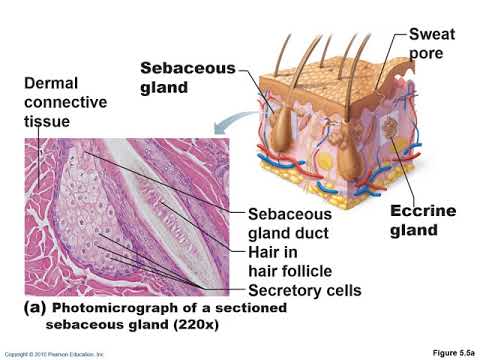 The Integumentary System part 2