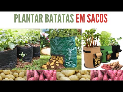 , title : 'Aprenda a Plantar Batata em SACOS!'