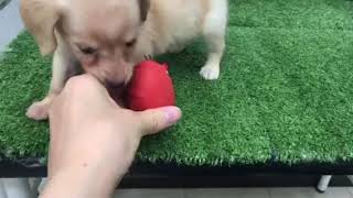 ハーフ犬の動画01